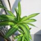 High-end simulated green plant old pile lily bamboo bonsai tree