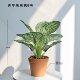 High-end simulated evergreen indoor potted plants