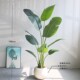 High-end simulation traveler banana bird of paradise classic design