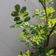 Simulated green plants high-end light luxury snowflake wood