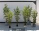 High-end Zen style study Chinese style landscape simulated bamboo