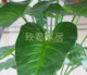 Environmentally friendly living room office hotel simulation plant