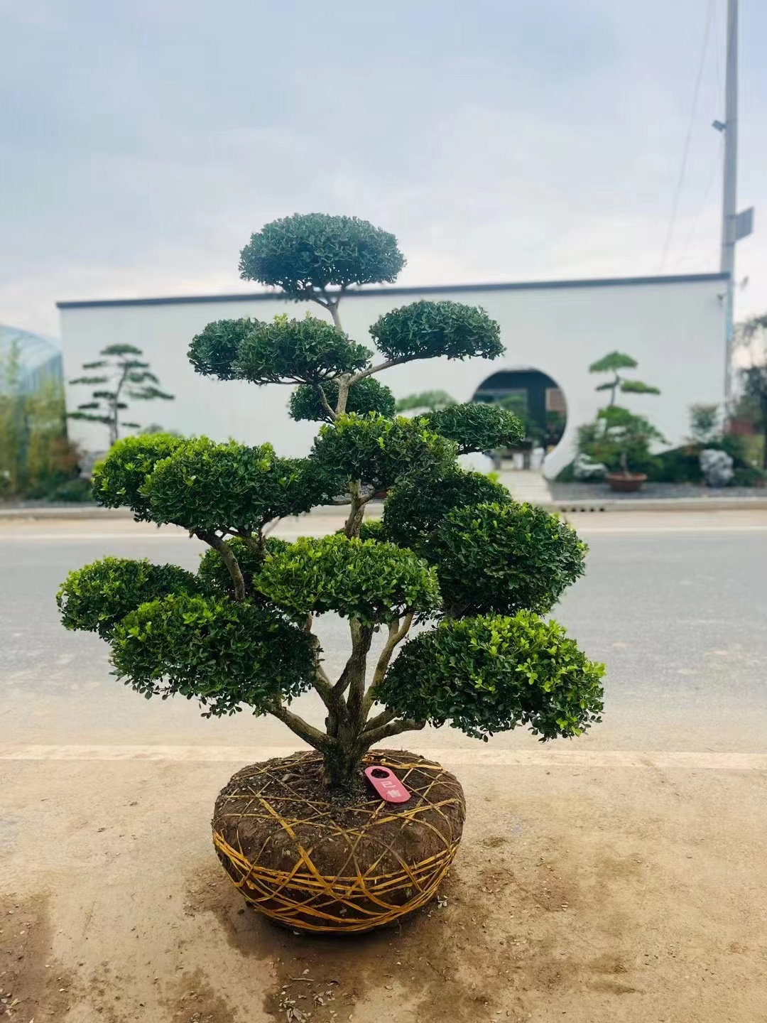 黄杨造型树花园别墅庭院造景植物耐寒四季常青小叶瓜子黄杨树盆景-图1