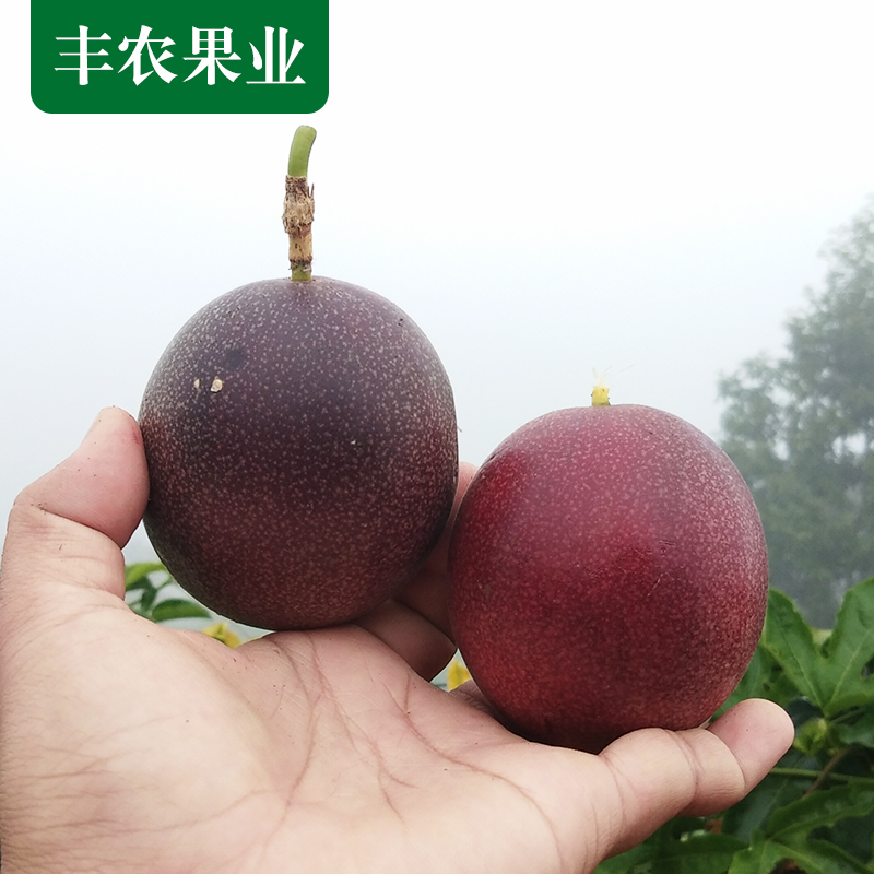 果云南瑞丽热带包邮水西番莲图片_3