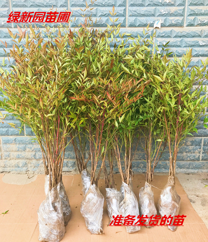 火焰南天竹树苗盆栽水培养植物室内花卉绿植庭院观叶耐寒老桩竹子-图0