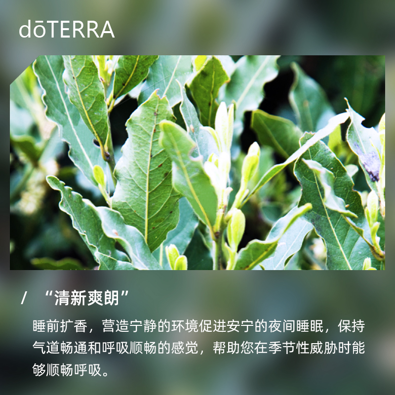 doterra美国多特瑞顺畅呼吸精油复方精油舒缓香薰精油官方正品 - 图0