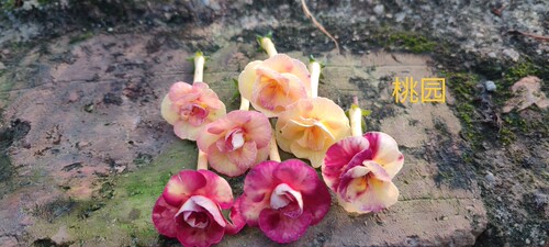 苦苣苔长筒花耐阴耐热好养活花期长现货鳞茎2025多色可选满38包邮 - 图1