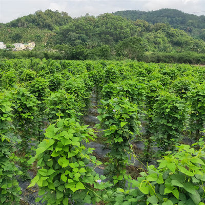 海南三亚四角豆新鲜蔬菜现摘现发新鲜四棱豆龙豆空运5斤特惠装 虎窝淘