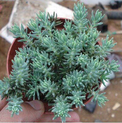 多肉 塔松 现在状态较好约5cm 多肉组盆素材 桌面办公桌植物盆栽