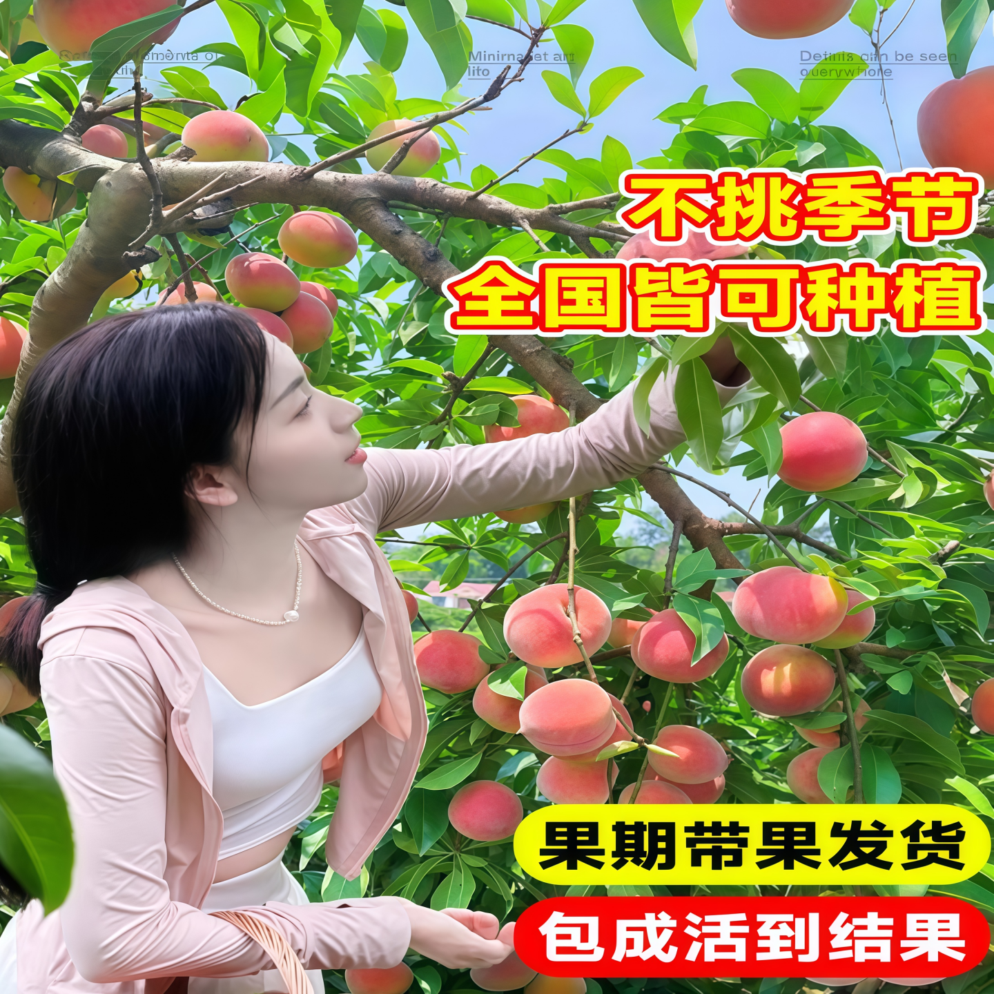 特大桃树果苗带土嫁接水蜜桃冬桃黄油桃盆栽地栽南北方种耐寒果树,淘宝优惠券,粉丝福利购,淘宝优惠卷