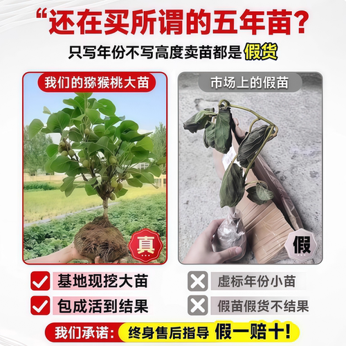 猕猴桃树果苗雌雄同株猕猴桃苗徐香嫁接南北方种植庭院四季可种植 - 图0