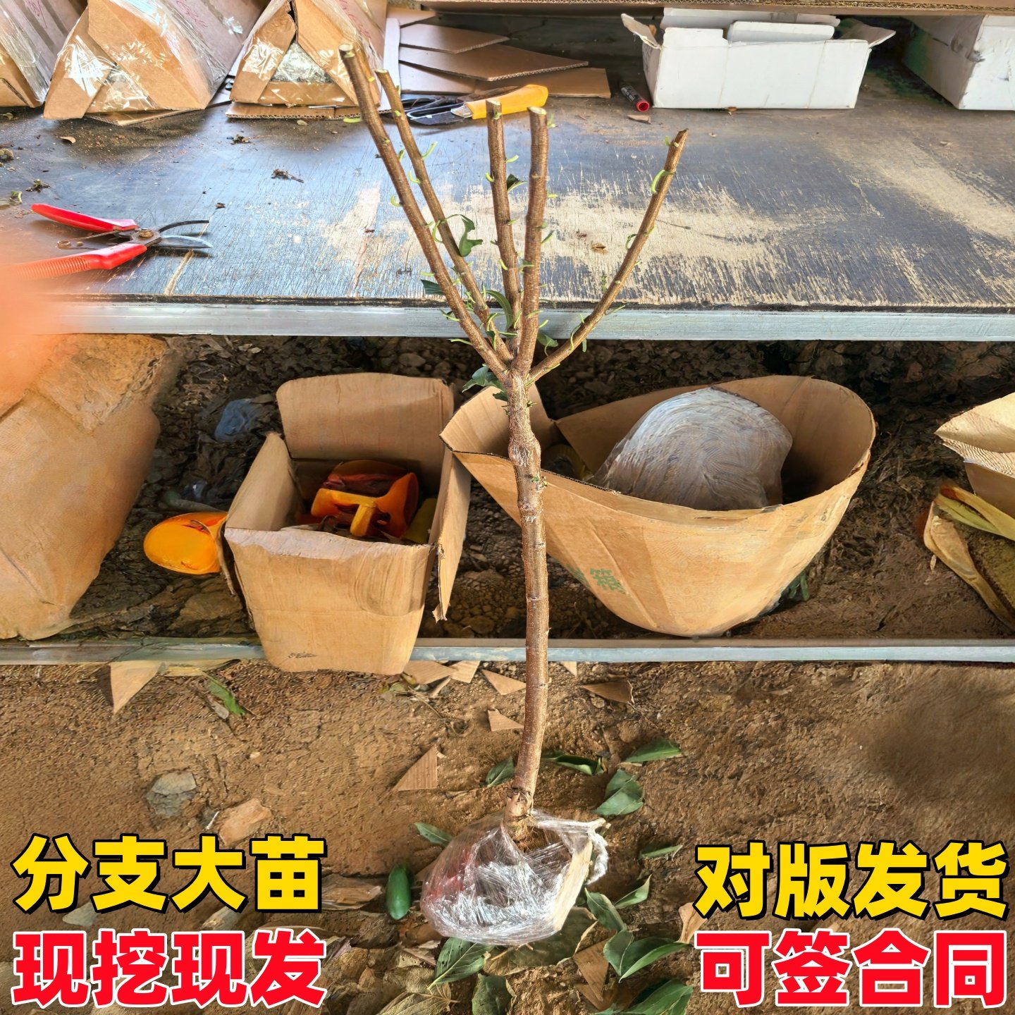 正宗嫁接蜂糖李子树苗新品种冰糖李子特大号南方北方种植果树果苗,淘宝优惠券,粉丝福利购,淘宝优惠卷