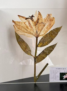 标本中草药中药材中药药材植物腊