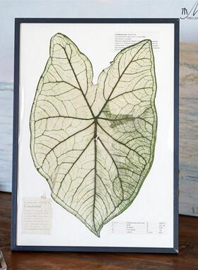 真植物标本装饰画蕨类热植ins风背景墙家居装饰挂画组画