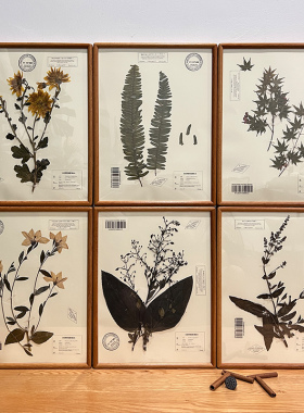 实木植物标本装饰画科普精