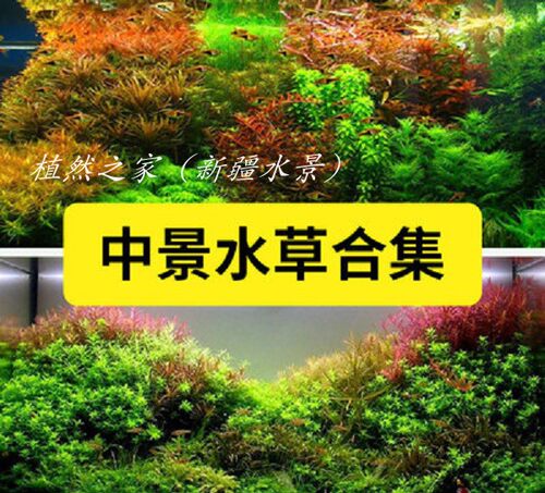 鱼草缸造景中后景有茎水草绿菊宫廷水族箱装饰懒人真水草植物新疆 - 图1