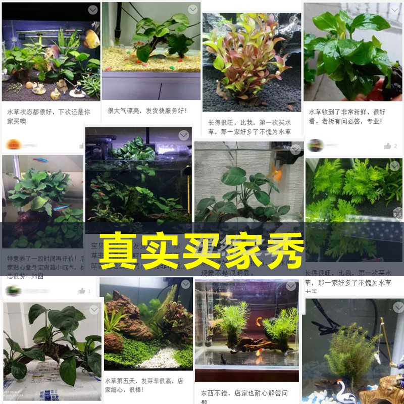 沉木水榕水草活体淡水无土鱼缸造景套餐真草植物装饰懒人阴性水草-图2