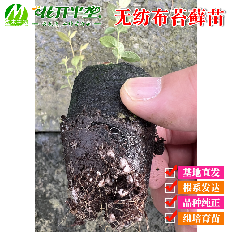 南北方蓝莓无纺布苔藓苗3-5cm左右苗小新手勿拍根系发达-图0