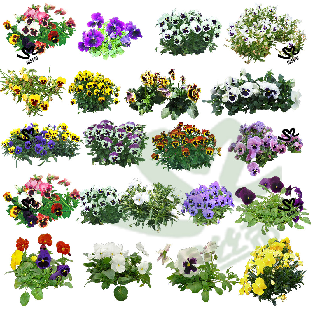 大花三色堇角堇PNG免扣蝴蝶花人棉花猫脸花PS素材procreate效果图,淘宝优惠券,粉丝福利购,淘宝优惠卷