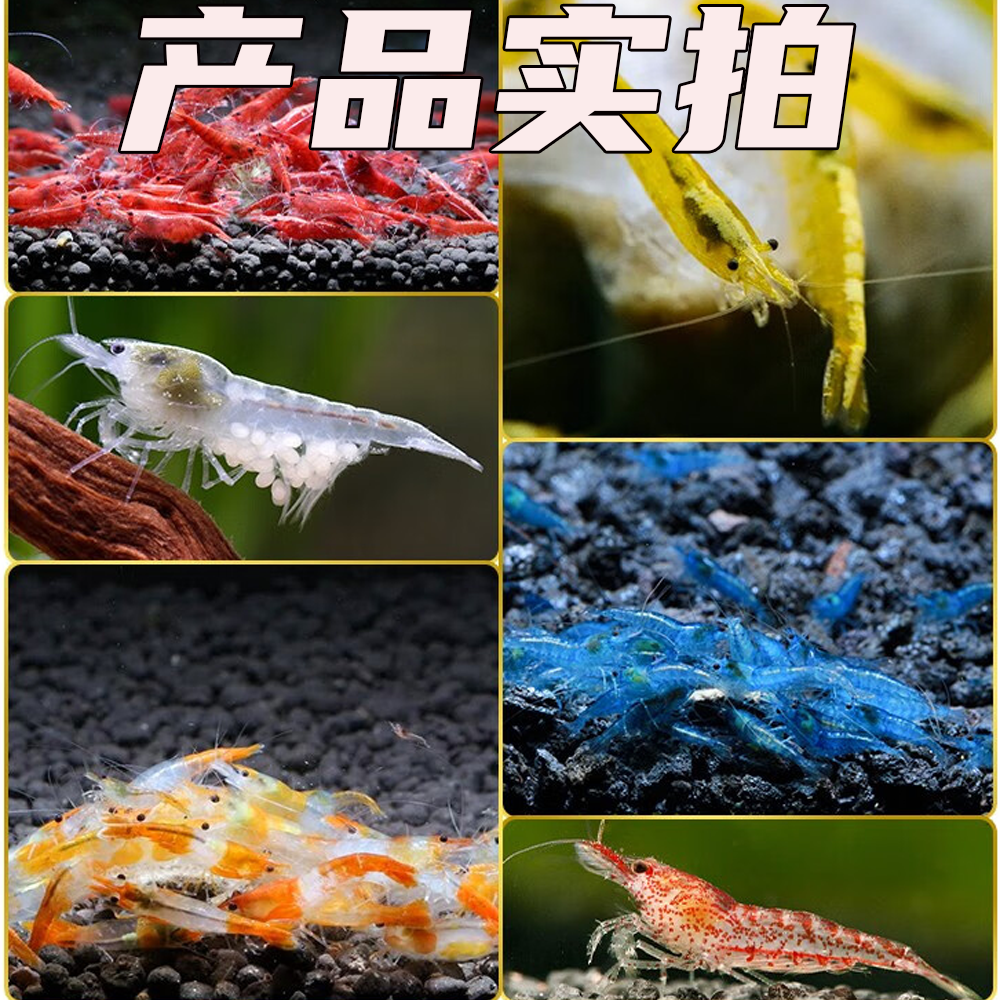 观赏虾活体宠物工具虾淡水除藻虾樱花虾极火虾黄金米虾水晶虾套餐 - 图1