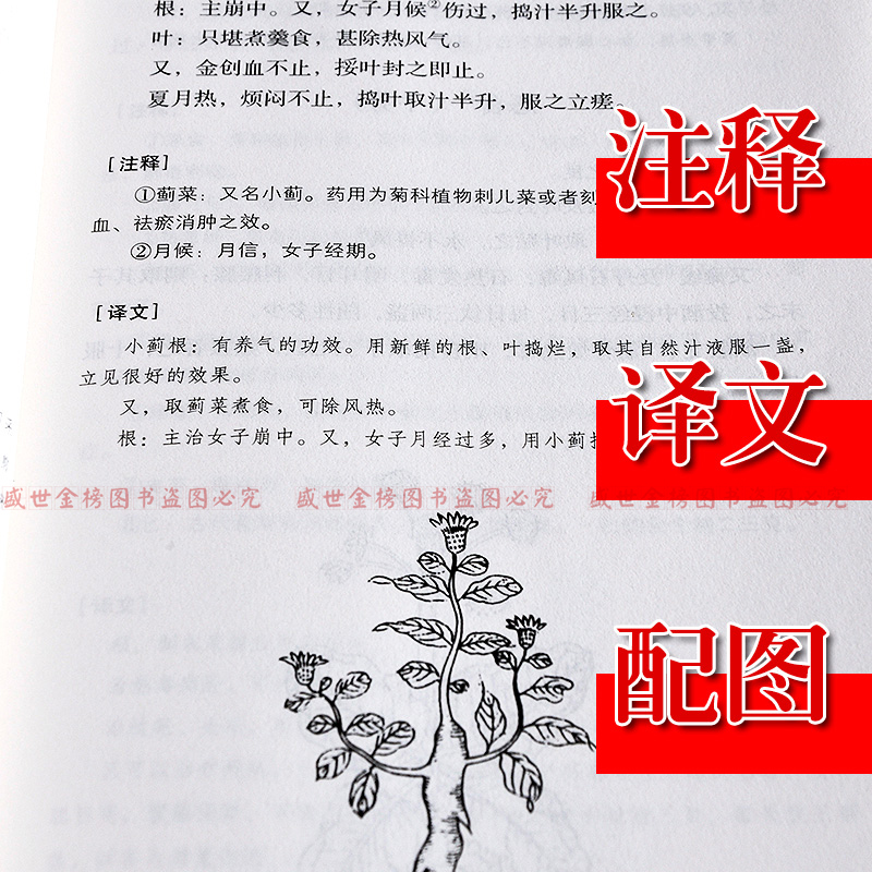 食疗本草 唐孟诜著张鼎增补 博雅经典 中国古典养生食养食治古方保健书籍 原文注释译文文白对照 中医药学书籍中医养生 - 图1