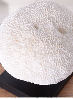 海洋风珊瑚海螺贝壳摆件家居样板间酒店民宿软装饰品创意工艺品