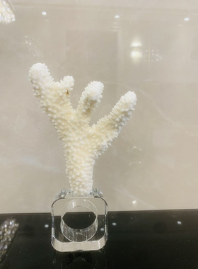 海印象家居饰品天然海螺轻奢样板房软装摆件果盘首饰海鲜餐盘