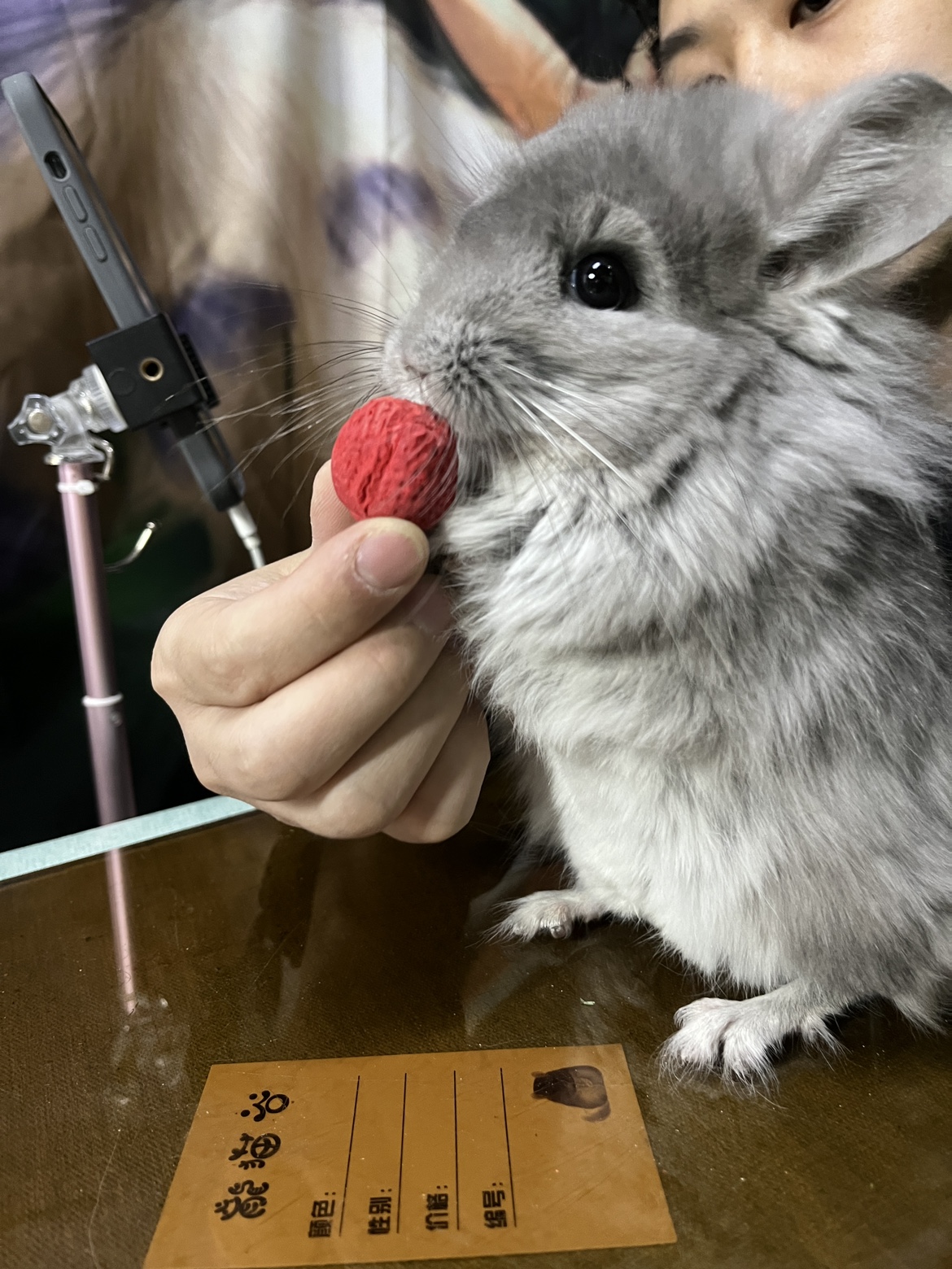 草莓形状互动零食磨牙玩具建立信任关系 甜菜粉 龙猫谷特有产品
