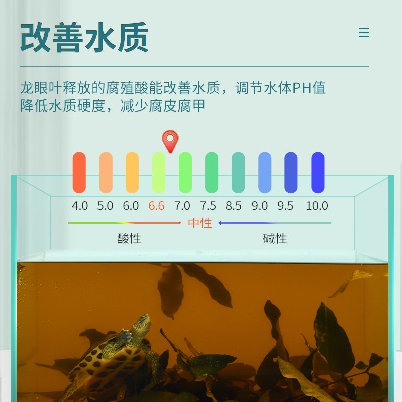 yee 乌龟鱼缸养龟龙眼叶懒人叶降酸斗鱼缸ph值调节龟缸躲避榄仁叶 - 图2