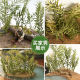Flowers and grass sand table material model diy scene simulation production waterscape bamboo small trees shrubs vegetation reeds