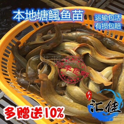 正宗三麻黄塘鲺皇妃一号塘鲺皇5牛鲺三黄塘鲺本地塘鲺鱼苗塘角鱼 - 图0