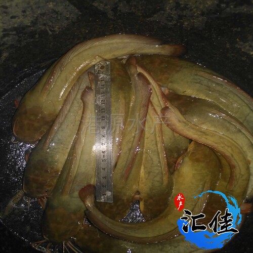 正宗三麻黄塘鲺皇妃一号塘鲺皇5牛鲺三黄塘鲺本地塘鲺鱼苗塘角鱼 - 图2