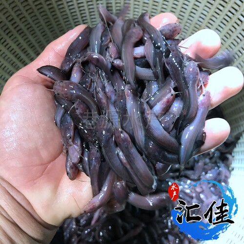 正宗三麻黄塘鲺皇妃一号塘鲺皇5牛鲺三黄塘鲺本地塘鲺鱼苗塘角鱼 - 图3