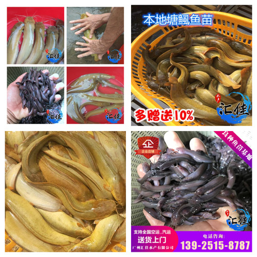 正宗三麻黄塘鲺皇妃一号塘鲺皇5牛鲺三黄塘鲺本地塘鲺鱼苗塘角鱼 - 图1