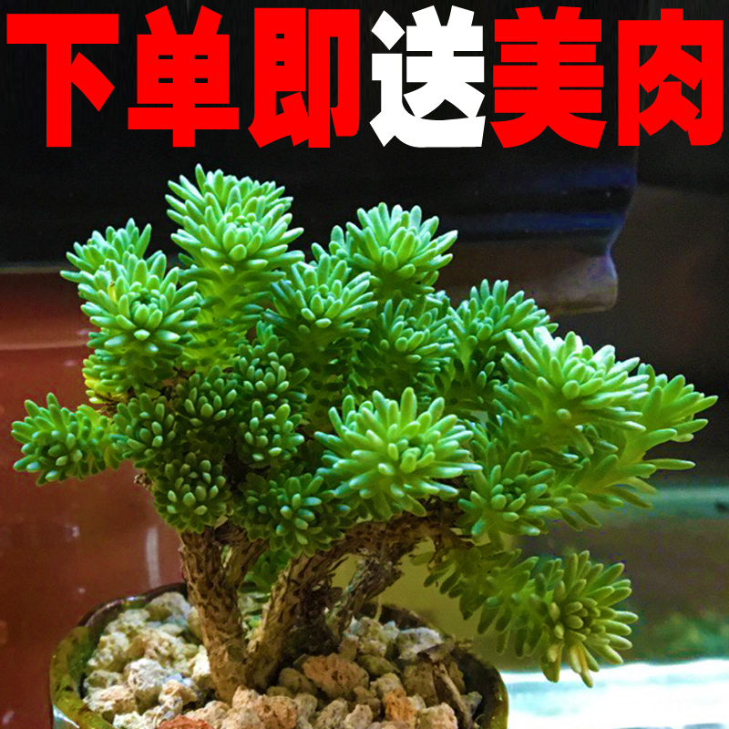 多肉植物水蜜桃吉娃娃玉露贵货花卉室内肉肉盆栽法师老桩绿植好养 - 图0