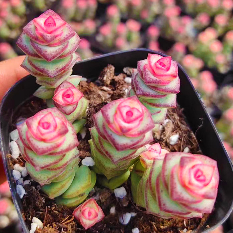 多肉植物彩色钱串群生多头办公室室内阳台桌面绿植园艺花卉萌肉肉 新生多肉植物馆 淘优券