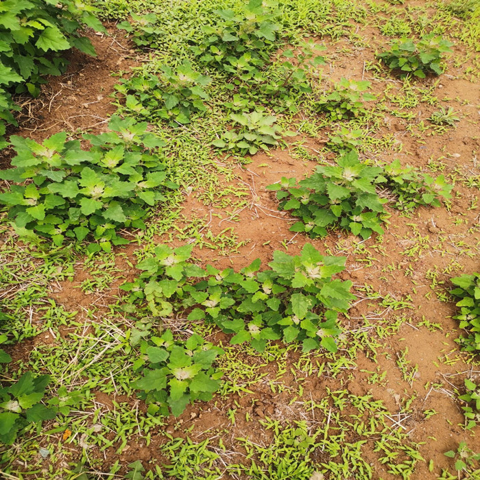 野菜灰灰菜纯野生灰苋菜蓼头草现摘新鲜嫩头1000g顺丰空运发货-图0