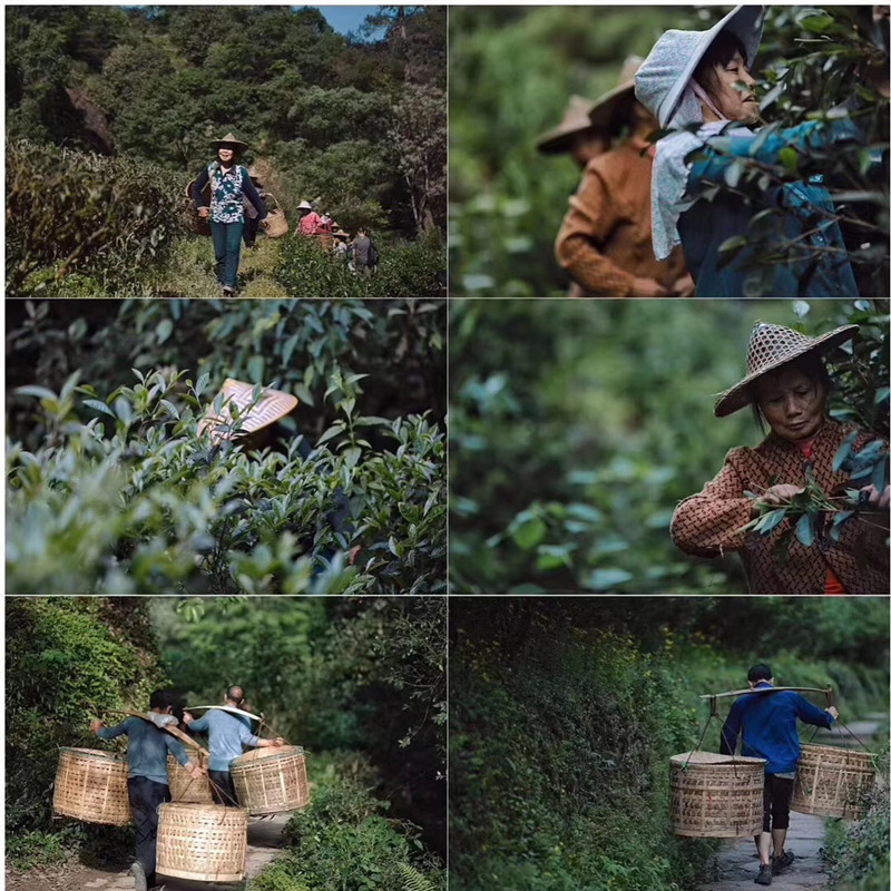 简装肉桂茶 250g果香型 武夷岩茶特级散装 武夷山碳焙 昌溪茶叶 - 图3