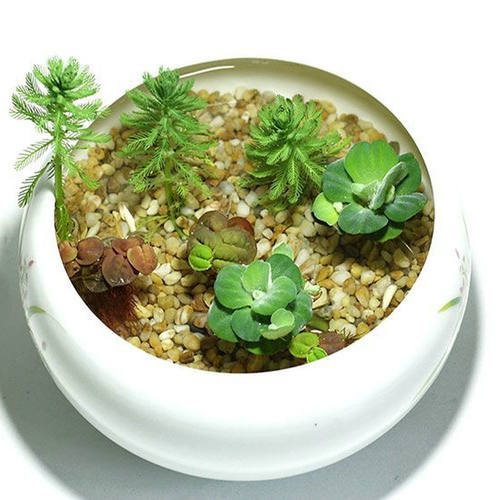 真水草狐尾藻狐尾草 水底水面水培植物净化水质水草 鱼缸造景必用 - 图2