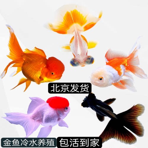 淡水金鱼苗冷水鱼 观赏鱼 活体红头 龙睛 红狮 鎏金包活满额包邮 - 图0