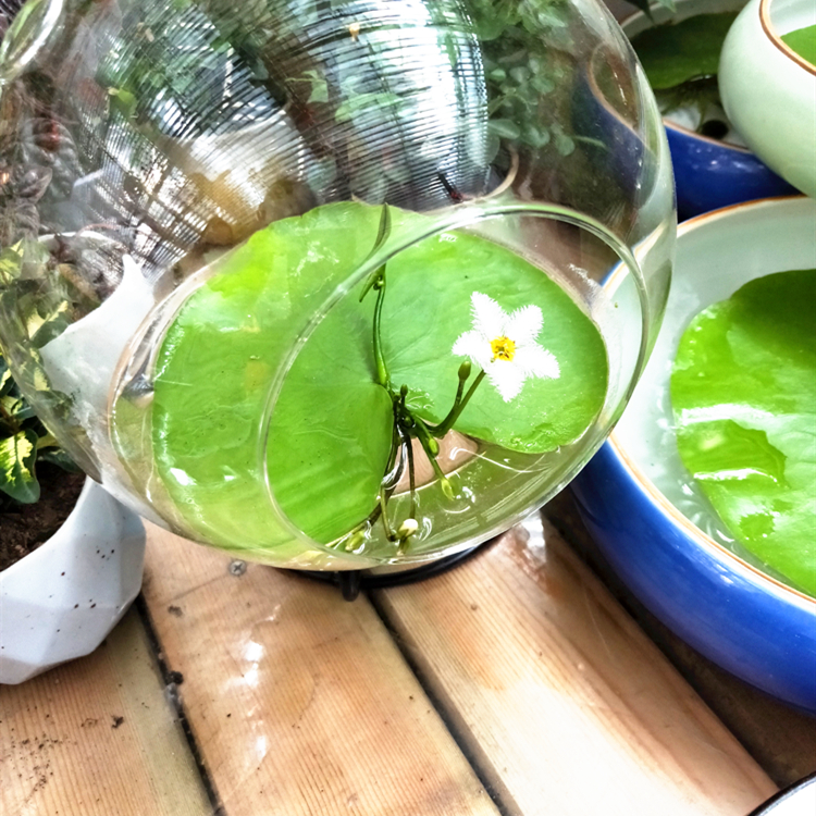 一叶莲水生花卉水培植物室内阳台莲花浮萍草鱼缸水草植物懒人水草