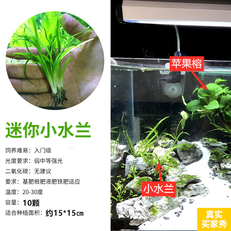 鱼缸造景水兰草活体水草小水兰阴性中前景水下叶淡水植物不要co2 盛慧水族 淘优券