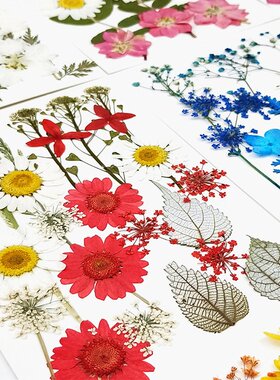 押花混合干燥花树叶黏贴