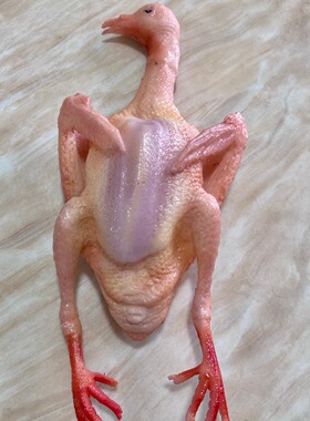 逼真仿真乳鸽模型影视舞台摆件