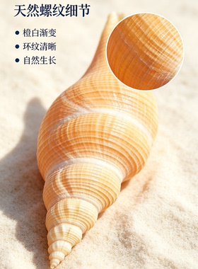 天然海螺贝壳长白旋鱼缸造景家居装饰摆件拍摄影道具长香螺