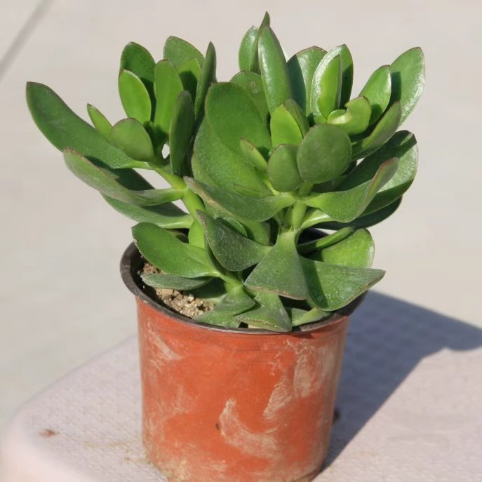 大玉树室内防辐射净化空气绿植花卉四季盆栽玻璃翠燕子掌多肉植物,淘宝优惠券,粉丝福利购,淘宝优惠卷