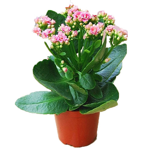好养重瓣宫灯长寿花苗盆栽倒挂金钟灯笼多季花卉绿植室内好养开花 - 图3