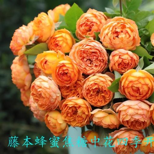 藤樱霞爬藤月季蔷薇花苗大花多季浓香开庭院藤本花卉盆栽地栽 - 图2