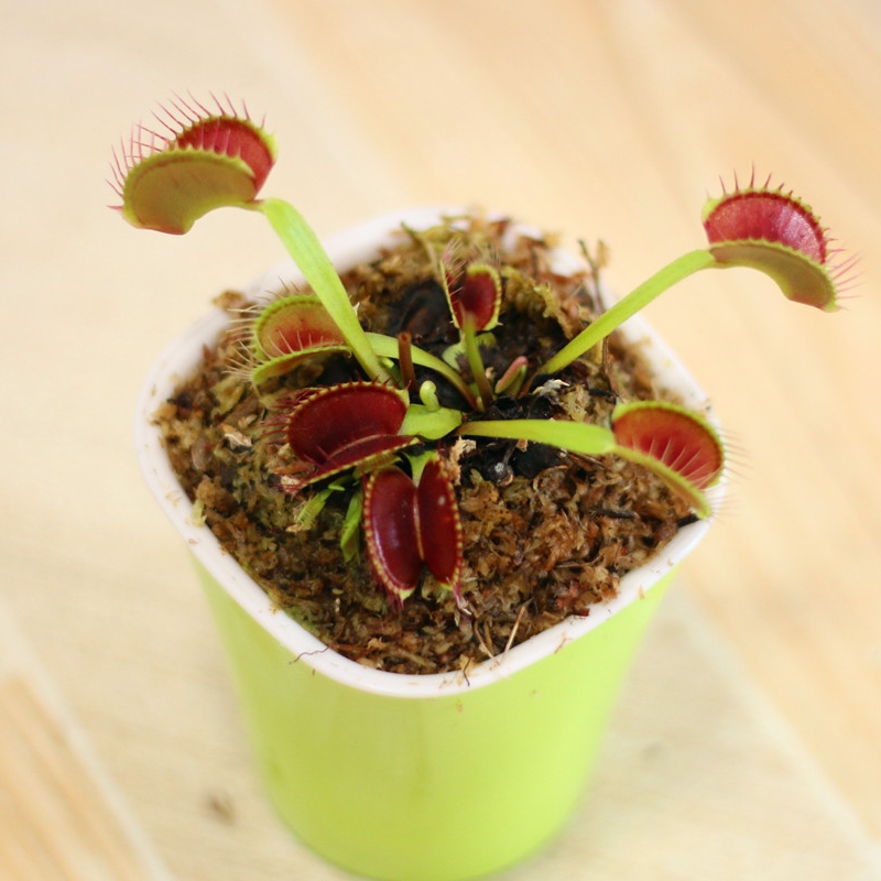 食虫植物 捕蝇草 巨夹 盆栽苗 驱蚊香草 食虫草 植物 多肉植物,淘宝优惠券,粉丝福利购,淘宝优惠卷