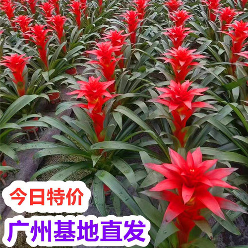 鸿运当头盆栽小红星开红花室内客厅大型绿植物凤梨办公室多季花卉 - 图1